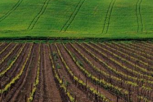 Tra la riduzione di terreni coltivabili e le importazioni di cibi da paesi lontanissimi, l’abbandono delle campagne italiane costa all’agricoltura 400 milioni di euro all’anno. A dirlo i dati dell’Ispra, analizzati da Coldiretti, nell’“Earth day”