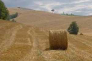 BUONE NOTIZIE DALLA FAO: SECONDO L’ULTIMO RAPPORTO TRIMESTRALE DEL CROP PROSPECTS AND FOOD SITUATION, LA PRODUZIONE CEREALICOLA MONDIALE, NEL 2013, AUMENTERÀ DEL 7% SUL 2012, ALLA QUOTA RECORD DI 2.479 MILIONI DI TONNELLATE