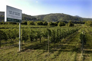 FORSELINA, QUIARA, BIGOLONA, BRUNELLINO, RIMINIERI E UVA DEL CAVALIERE: SONO QUESTI VITIGNI DIMENTICATI CHE UN PROGETTO DI MASI AGRICOLA E DELL'UNIVERSITA’ DEGLI STUDI DI MILANO TENTERA’ DI RIPORTARE ALL’ANTICO SPLENDORE