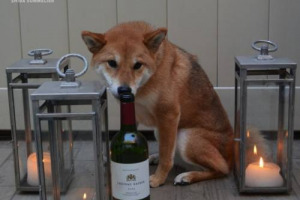Quando &egrave; un cane a dire la sua sui vini. &Egrave; il caso di Shiba che studia insieme al padrone al Master di specializzazione per sommelier, ed ha il &ldquo;suo&rdquo; blog per consigliare il vino del giorno. Metodo di valutazione? Da zero a 5 ossi ...