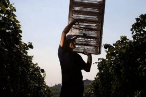 Il Vigneto Italia torna a crescere, nel 2016 superfici vitate a 642.367 ettari, 4.700 in pi&ugrave; del 2015. Merito della nuova Ocm vino che, nel biennio 2014/2015, ha portato il finanziamento medio per ettaro ristrutturato a 11.700 euro per 28.000 ettari