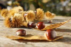 FUNGHI, TARTUFI, NOCI E CASTAGNE: SENZA PIOGGE IN AGOSTO SI TEME LA “DEBACLE” PRODUTTIVA. PER LA CIA LA SICCITÀ STA COMPROMETTENDO ANCHE IL SOTTOBOSCO ITALIANO E SI RISCHIA UN TAGLIO FINO AL 50% DELLA PRODUZIONE. E L’“INVASIONE STRANIERA” DI PRODOTTI