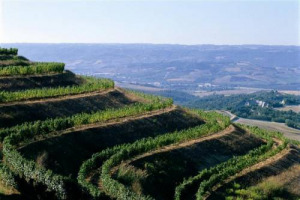 VINITALY (VERONA, 3/7 APRILE) - LA CANTINA DEL FUTURO? E’ SOSTENIBILE. ECCO IL DECALOGO DEL “ECOLOGICALLY CORRECT”, TRA IMPIANTI FOTOVOLTAICI, CERTIFICAZIONI AMBIENTALI E BIO-ARCHITETTURA. TRA I PRODUTTORI DEL VINO CRESCE LA SENSIBILITÀ AMBIENTALE