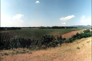 LA NUOVA SCOMMESSA DI ROSSI DI MEDELANA: L&#8217;OLIO EXTRAVERGINE DI OLIVA