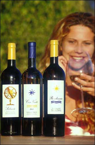 Castello del Terriccio: i vini bianchi