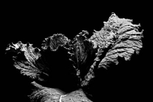 BUONI, PULITI E GIUSTI, MA ANCHE BELLI: ECCO GLI “ORTAGGI D’AUTORE” DI SLOW FOOD, ON STAGE A “TERRA”, MOSTRA DI SCENA A CERVIGNANO DEL FRIULI DAL 25 MAGGIO, CON GLI SCATTI DI STEFANO LUNARDI. LA CHICCA? GLI ORTAGGI D’AUTORE ESPOSTI NEL LORO “HABITAT”