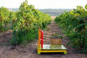 51,5 milioni di ettolitri di vino prodotti da vendemmia 2016, di buona qualit&agrave; e con punte di eccellenza &ldquo;soprattutto nelle zone meno colpite dal maltempo&rdquo;: i commenti finali della vendemmia 2016 by Assoenologi