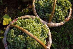 Prosecco Doc col vento in poppa: dal Consorzio buone nuove, +6,9% l&rsquo;export del primo quadrimestre 2017, +7% gli imbottigliamenti, una vendemmia attesa in calo ma di ottima qualit&agrave; e una nuova intesa che favorisce equit&agrave;, residenti e consumatori