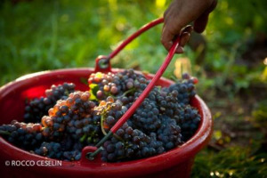 Production down, consumption stable, says Organization Internationale de la Vigne et du Vin