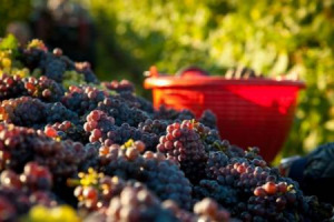 LA &ldquo;MANOVRA&rdquo; E LA COOPERAZIONE DEL VINO (CHE IN ITALIA FA IL 45% DELLA PRODUZIONE): NEL NUOVO TESTO SI PROPONE L&rsquo;AUMENTO DELLE TASSE SULL&rsquo;UTILE INDIVISIBILE A RISERVA E LA TASSAZIONE DEI COSTI NON DEDUCIBILI. MA C&rsquo;&Egrave; CHI SI PREOCCUPA E CHI NO ...