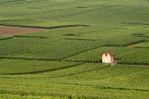 Sar&agrave; pur vero che lo Champagne non ha paura della concorrenza del Prosecco, ma i prezzi dei terreni vitati, nella Denominazione delle bollicine pi&ugrave; prestigiose del mondo, nel 2016 calano del 2,6%, a quota 1,113 milioni di euro ad ettaro