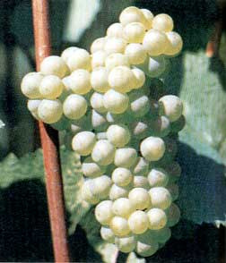 Chardonnay