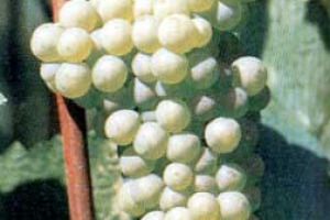 I 50 E PIU’ FAMOSI VITIGNI D’ITALIA