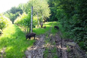 “Sul problema degli ungulati, evitiamo un’estate “di sangue”. Situazione fuori controllo, danni per agricoltori e pericolo per i cittadini”: è l’allarme lanciato dagli agricoltori italiani Cia sulla fauna selvatica