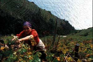 NELLE CINQUE TERRE, PATRIMONIO DELL'UMANITA' DELL'UNESCO, ULTIME ORE PER LA CAMPAGNA &#8220;ADOTTA UN VIGNETO&#8221;