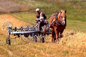 LA RISCOPERTA DEI CONTADINI VERI, QUELLI CHE IL PROCESSO DI INDUSTRIALIZZAZIONE DELL’AGRICOLTURA “STA FACENDO SPARIRE”, LA DIMENSIONE SACRALE DEL LAVORO AGRICOLO, L’AGRICOLTURA COME “SCUOLA DI LIBERAZIONE”: PARLA LA “PASIONARIA” SILVIA-PÉREZ VITORIA