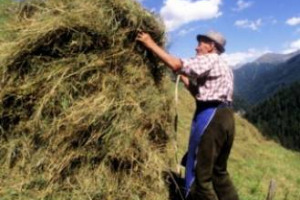 UNA RICOMPENSA PER GLI AGRICOLTORI CHE PIANTANO ANCHE GLI ALBERI: È LA PROPOSTA CHE ARRIVA DALLA FAO NELLA NUOVA GUIDA “ADVANCING AGROFORESTRY ON THE POLICY AGENDA”, RIVOLTA A RESPONSABILI POLITICI, AMMINISTRATORI, ONG ED ISTITUZIONI GOVERNATIVE