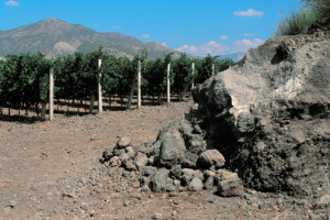 RICCHEZZA IN SALI MINERALI DEI TERRENI LAVICI, ALTITUDINE DELLA MONTAGNA, VICINANZA DEL MARE, CLIMA MEDITERRANEO TEMPERATO ANCHE A ALTEZZE ELEVATE; CONDIZIONI CHE SONO SOLO SULL’ETNA … ARRIVA LA VULCA-ENOLOGIA, LA PRESENTA LA CANTINA COTTANERA