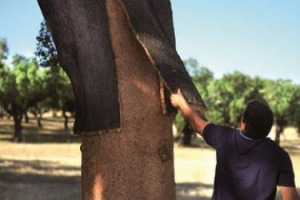 Tra le sugherete del Mediterraneo, dalla Spagna al Portogallo, dalla Sardegna al Marocco, cuore pulsante di Amorim Cork, volge al termine il tempo delle decortica, un rituale antico che rigenera la pianta e argina la desertificazione ambientale