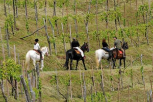 VINITALY 2009 - CITTA’ DEL VINO & COLDIRETTI: ECCO UN’ANALISI SOCIO-ECONOMICA DEL FENOMENO DEL TURISMO DEL VINO NEI MILLE TERRITORI ITALIANI CHE OGNI ANNO SI PREPARANO AD ACCOGLIERE MILIONI DI ENO-APPASSIONATI DA TUTTO IL MONDO