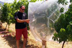 NASCITA E MISSIONE DELLA DENOMINAZIONE D’ORIGINE: MIGLIORAMENTO DELLA QUALITÀ E PROFITTI PIÙ ALTI PER I PRODUTTORI. MA PER LE 24 DOC E LE 11 DOCG “MONOVARIETALI” DEL BEL PAESE POTREBBE APRIRSI UNA STAGIONE DI RIFLESSIONE SUI LIMITI DEI DISCIPLINARI