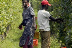 L&rsquo;agricoltura made in Italy parla sempre pi&ugrave; straniero: oltre 25.000 imprenditori di altri Paesi in Italia, oltre 12.000 titolari di aziende agricole sono extracomunitari. A dirlo la Cia-Agricoltori, dopo il report di Bankitalia su flussi migratori