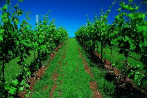 &ldquo;GREEN ECONOMY&rdquo; DEL VINO: &Egrave; L&rsquo;ORA DELLA &ldquo;FASE 2&rdquo;. DA ENOLOGICA 33, IL MESSAGGIO &Egrave; CHIARO: METTERE INSIEME ESPERIENZE FATTE FINO AD OGGI (CHE DEVONO PROSEGUIRE) PER CREARE UN CONCEPT CHE IDENTIFICHI L&rsquo;ITALIA NEL MONDO COME PAESE DEL VINO SOSTENIBILE