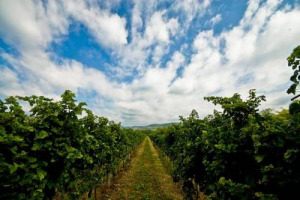 QUANDO L’ITALIA DEL VINO ESPORTA NON SOLO BOTTIGLIE, MA IDEE DI SUCCESSO: IL CASO DEL PROGETTO DI VITICOLTURA SOSTENIBILE “MAGIS”, CHE METTE INSIEME CANTINE, ORGANIZZAZIONI DEL VINO E MONDO DELLA RICERCA. E RISCUOTE SUCCESSI ANCHE OLTRE CONFINE