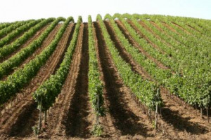 NELLA DECADE 2000-2010, LE AZIENDE DEL VINO IN ITALIA SI SONO DIMEZZATE, PASSANDO DA OLTRE 790.000 A POCO PI&Ugrave; DI 383.000. ANCHE GLI ETTARI VITATI SONO IN CALO, MA SOLO DEL 12%. LO DICE IL CENSIMENTO ISTAT 2011 SULL&rsquo;AGRICOLTURA