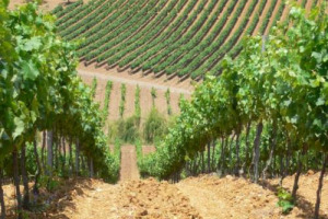 LE COOPERATIVE VITIVINICOLE ITALIANE, SPAGNOLE E FRANCESI, 1.700 CANTINE ASSOCIATE CHE PRODUCONO CIRCA IL 50% DEI VINI DELL&rsquo;UNIONE EUROPEA, CHIEDONO CHE NELLA PAC CI SIA SPAZIO PER IL RAFFORZAMENTO DELLE ORGANIZZAZIONI DEI PRODUTTORI