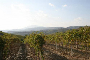 VINITALY (VERONA, 2/6 APRILE) - NE’ ROSSO, NE BIANCO, IL VINO PIÚ AMATO DAGLI ENO-APPASSIONATI E’ QUELLO “VERDE”: TRA AMANTI DEL BUON BERE CRESCE L’ATTENZIONE PER LA SOSTENIBILITÁ E L’IMPEGNO AMBIENTALE ENTRA IN MISSION DELLE CANTINE