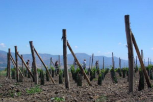 &ldquo;VIAGGIO IN SICILIA&rdquo;, SUONI E IMMAGINI DI UN TERRITORIO INSIEME A PLANETA. UN&rsquo;AVVENTURA TRA PERCORSI DIMENTICATI, PAESAGGI E VITE CON LA FOTOGRAFA SICILIANA SHOBA E LA DESIGNER TOSCANA COSTANZA ALGRANTI