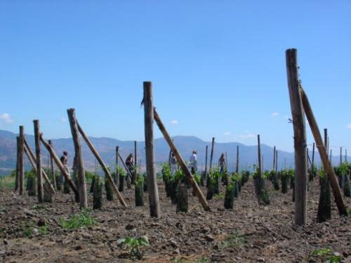 Nuovi filari di vite crescono in Sicilia