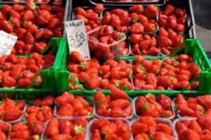 PERCHÉ UNA FRAGOLA È PIÙ BUONA DI UN’ALTRA? COLPA DEL GENE “FAFAD1”, PRESENTE SOLO IN ALCUNE VARIETÀ, CHE CONTROLLA UN COMPOSTO CHE DÀ ALLA FRAGOLA IL SAPORE ZUCCHERINO. A SCOPRIRLO, L’ANDALUSIAN INSTITUTE OF AGRICULTURAL RESEARCH AND TRAINING