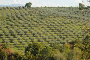 L’olio nuovo è arrivato, e per celebrarlo e assaggiarlo torna come da tradizione uno degli eventi più longevi in uno dei territori più vocati alla sua produzione: “Frantoi Aperti”, nella verde Umbria, tra “Mangiaunte” e visite in frantoio (da domani)
