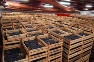 Nasce “Fruit Gourmet Expo”, nuovo format internazionale del “portfolio” di Veronafiere (Verona, 5-7 maggio 2015) per rilanciare i consumi di frutta e verdura, anche in chiave gourmet (con la cucina d’autore) e dare nuovo appeal al settore