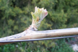 INVERNO E PRIMAVERA IMPEGNATIVI PER LA FISIOLOGIA DELLA VITE A CAUSA DELL&rsquo;ABBONDANZA DELLE PIOGGE: RITARDO NEL GERMOGLIAMERNTO DELL&rsquo;ANNATA 2009. IL COMMENTO DELL&rsquo;AGRONOMO E PROFESSORE DELL&rsquo;UNIVERSIT&Agrave; DI MILANO LEONARDO VALENTI