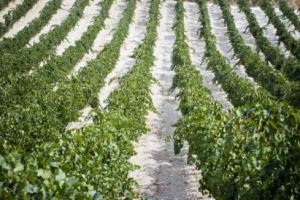 La grandine spaventa l&rsquo;Europa del vino: dopo Bordeaux e Borgonga, devastati 15.000 ettari in Languedoc-Roussillon. Grandine nel Barolo, ma senza troppi danni. Il Ministero dell&rsquo;Agricoltura francese lancia fondo per assicurazioni da 100 milioni