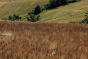 Rendere redditizio coltivare il grano, migliorarne la qualità e diversificare gli stoccaggi secondo le richieste del mercato: ecco il patto salva-granai, firmato da Aidepi e Italmopa e 1,1 milioni di aziende agricole, per fermare la guerra del grano