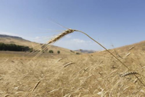 FoodDrinkEurope ha presentato un reclamo alla Commissione Europea contro l’Italia sulle indicazioni di origine in etichetta, una scelta che il Ministro Martina difende e che l’europarlamentare De Castro vuole regolamentare a livello comunitario