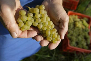 LA VENDEMMIA BIANCHISTA DEL BEL PAESE &Egrave; IN ANTICIPO (ANCHE SUL 2011) MA NON OVUNQUE. IL CALO QUANTITATIVO C&rsquo;&Egrave; ED &Egrave; GENERALE. ASPETTATIVE SULLA QUALIT&Agrave; DEI VINI POSITIVE. ECCO LE VOCI DA NORD A SUD DI MOLTI DEI PRODUTTORI PI&Ugrave; IMPORTANTI DI ENOTRIA