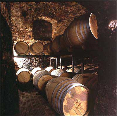 La cantina della tenuta