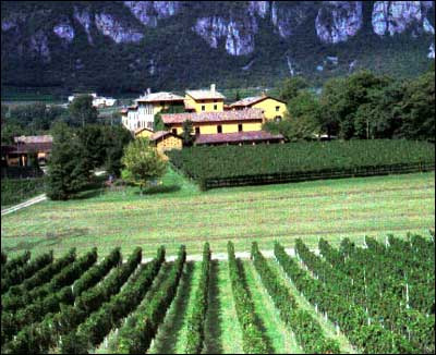 Le vigne della Tenuta San Leonardo