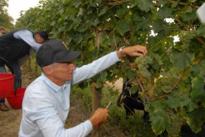 IL FASCINO, L’APPEAL, IL GLAMOUR DEL TERRITORIO DI MONTALCINO SEMBRA NON CONOSCERE CEDIMENTI … RUMORS: IL GRUPPO ILLY, CHE DETIENE IL 100% DI ILLYCAFFÈ, AVREBBE ACQUISTATO LA STORICA “GRIFFE” DEL BRUNELLO MASTROJANNI