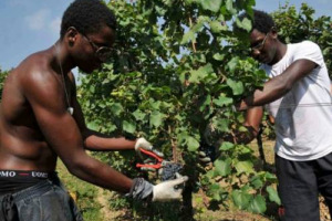 UN QUARTO DELL’AGRICOLTURA ITALIANA PASSA DA MANI STRANIERE. SONO 320.000 GLI IMMIGRATI IMPEGNATI REGOLARMENTE NELLE CAMPAGNE DEL BEL PAESE. LO DICE LA COLDIRETTI IN UNA ANALISI PER IL RAPPORTO IMMIGRAZIONE 2013 DI CARITAS MIGRANTES