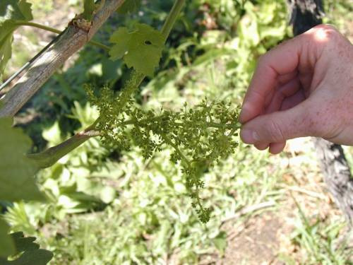 Fondazione Mach: impollinazionazione fiore vite