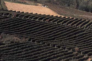 UN ALLEVAMENTO DI MUCCHE NATO ANCHE PER FORNIRE CONCIME “BIOLOGICO” PER LE VITI: ECCO L’ULTIMA INIZIATIVA DELL’ASSOCIAZIONE L’INSIEME, VIGNAIOLI DELLE LANGHE UNITI PER LA SOLIDARIETA’