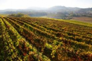 VIA LIBERA ALLA CANDIDATURA UNESCO PER LANGHE, ROERO E MONFERRATO DAL GRUPPO DI LAVORO INTERMINISTERIALE (PRESENTAZIONE IL 30 GENNAIO A PARIGI). GALAN: &ldquo;LA VALORIZZAZIONE DEI PAESAGGI VITIVINICOLI TRADIZIONALI &Egrave; UNA DELLE PRIORIT&Agrave; DEL MIO MINISTERO&rdquo;