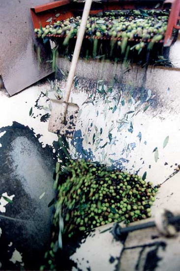 Un momento della lavorazione delle olive
