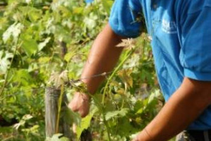 L’UTILIZZO DEI VOUCHER IN AGRICOLTURA TORNA A PREOCCUPARE I SINDACATI: FAI CISL, FLAI CGIL E UILA UIL CONTRO LE POSSIBILI MODIFICHE PEGGIORATIVE DEL DECRETO LEGGE N. 76: “LIBERALIZZAZIONE SELVAGGIA GRAVE MINACCIA AI LAVORATORI AGRICOLI”